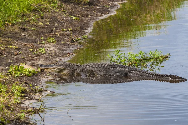 Büyük timsah Florida bataklıkta sular altında. — Stok fotoğraf