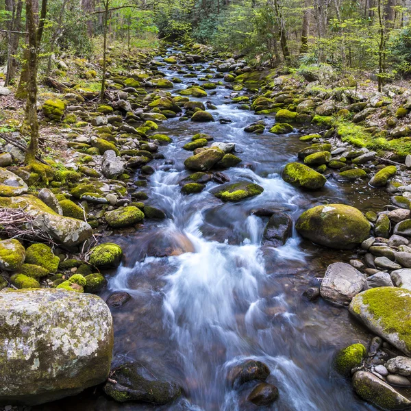 Florida mokřadní, přírodní krajina — Stock fotografie