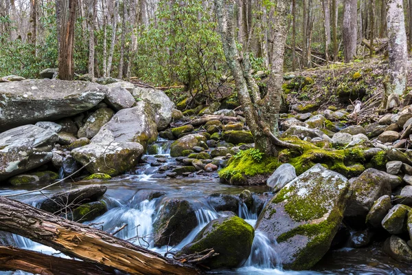 Floride zone humide, paysage naturel — Photo