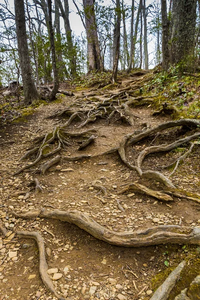 Ağaç kökleri orman patika üzerinde. — Stok fotoğraf