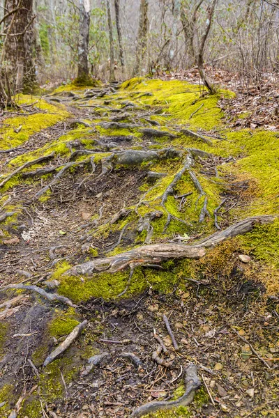 Korzenie drzew na chodnik w lesie. — Zdjęcie stockowe
