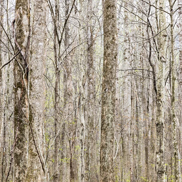 Thick forest, tree trunks nutural nackground — Stock Photo, Image