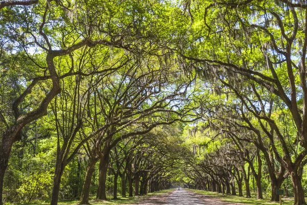 Open van oude live oak bomen gedrapeerd in Spaans mos. — Stockfoto