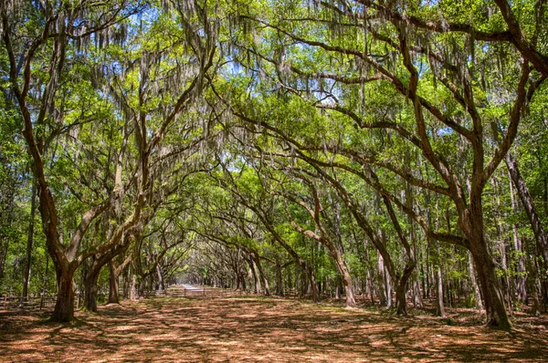 A régi lombkorona live oak fák terítette a spanyol moha. — Stock Fotó