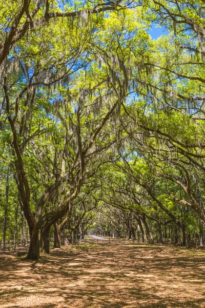 Open van oude live oak bomen gedrapeerd in Spaans mos. — Stockfoto