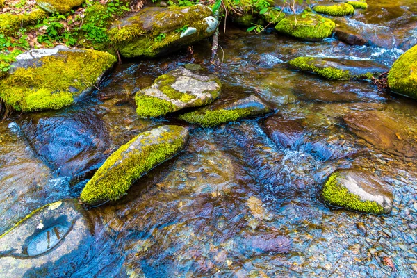 Florida podmokłych, naturalny krajobraz — Zdjęcie stockowe