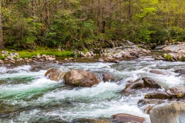 Orman creek. Kayalar büyük Smoky Dağları Milli Parkı'nda üzerinde su basamaklandırır.