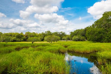 Florida wetland, natural landscape. clipart