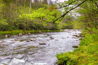 Orman creek. Kayalar büyük Smoky Dağları Milli Parkı'nda üzerinde su basamaklandırır.