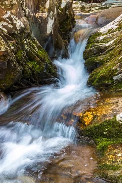 Forest creek med vattenfall. — Stockfoto