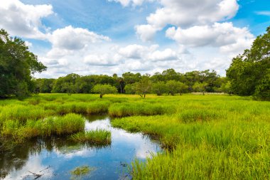 Florida wetland, natural landscape. clipart