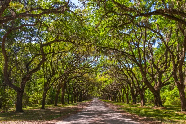 Open van oude live oak bomen gedrapeerd in Spaans mos. — Stockfoto