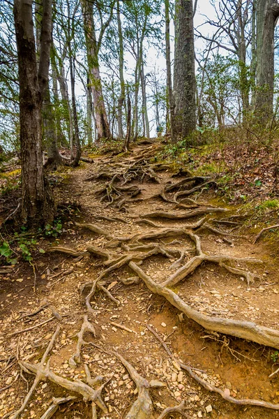 Raíces de árboles en el sendero en el bosque . —  Fotos de Stock