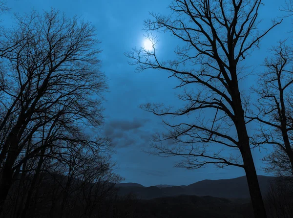 Crepúsculo na floresta de montanha . — Fotografia de Stock