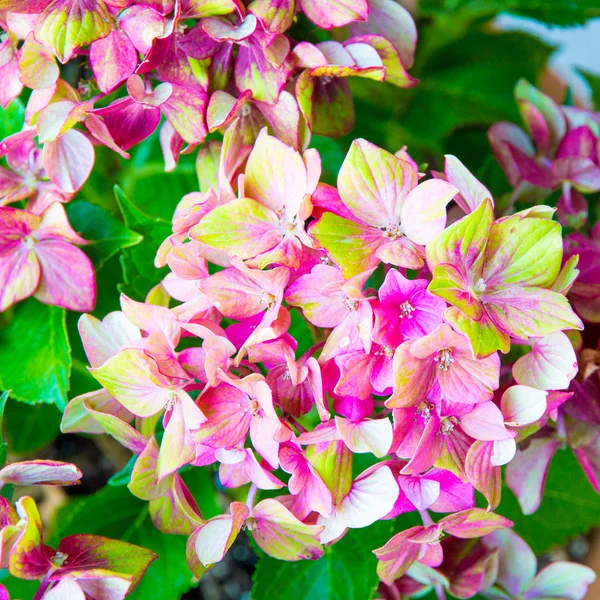 ピンクと黄色のアジサイの花 (アジサイ) — ストック写真