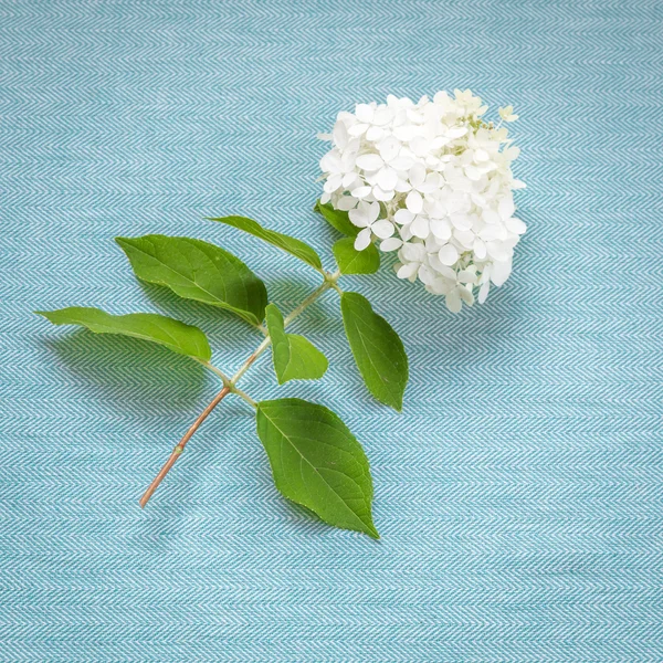 Vit hortensia på blått tyg — Stockfoto