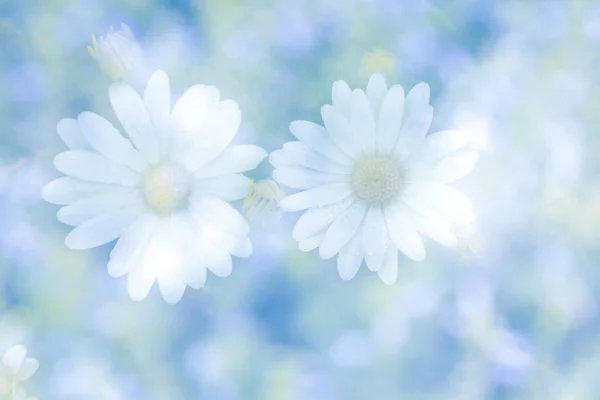 Abstract double exposure image with blurred daisy flowers on nat — Stock Photo, Image