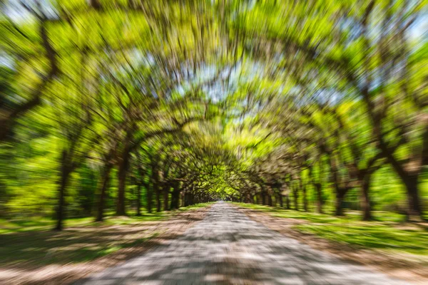 Motie wazig luifel van oude live oak bomen gedrapeerd in Spaans mos. — Stockfoto