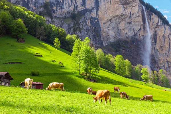 Paisaje de verano con pastoreo de vacas en verdes pastos de montaña . —  Fotos de Stock