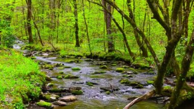 Moss üzerinde çalışan orman creek taş kaplı. 