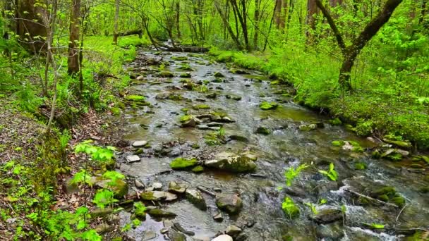 Forest creek loopt over mos bedekt rotsen. — Stockvideo