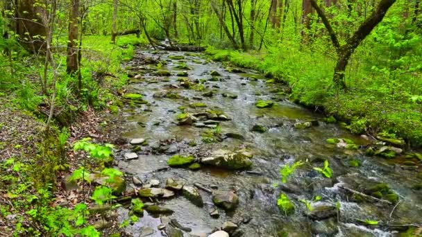 Forest creek running over moss covered rocks. — Stock Video