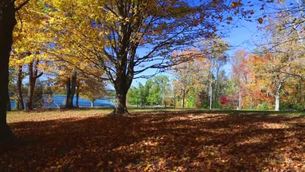 Foglie autunnali cadono dagli alberi in parco con lago nella giornata di sole . — Video Stock