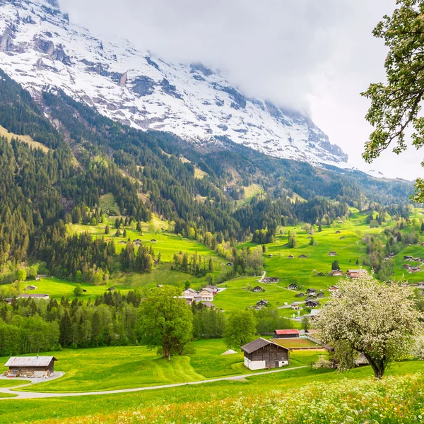 Printemps dans les Alpes suisses — Photo
