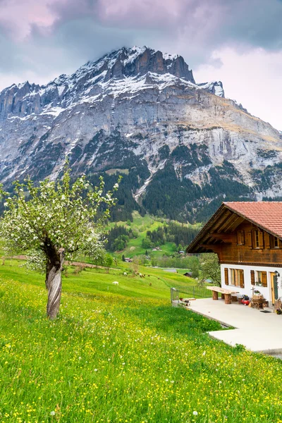 Printemps dans les Alpes suisses — Photo