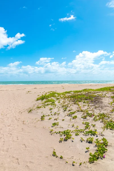 Playa soleada con dunas de arena y cielo azul . — Foto de Stock