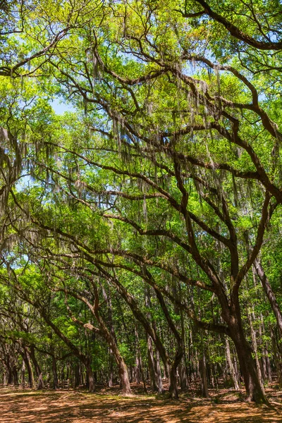 乔木的老橡树披着西班牙苔藓. — 图库照片