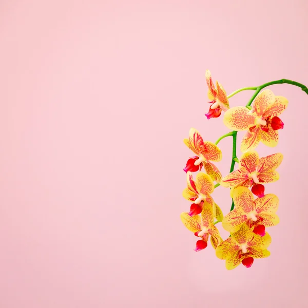 Punk orchideebloem op onscherpte achtergrond. — Stockfoto