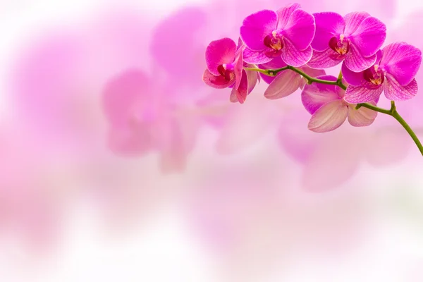 Punk orchid flower on blur background. — Stock Photo, Image