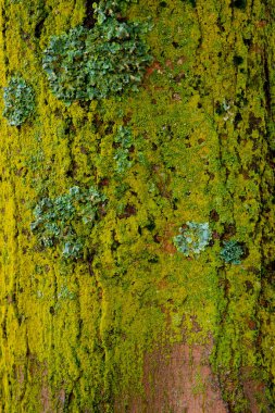 Ağaç gövdesinde yosun, doğal arka plan..