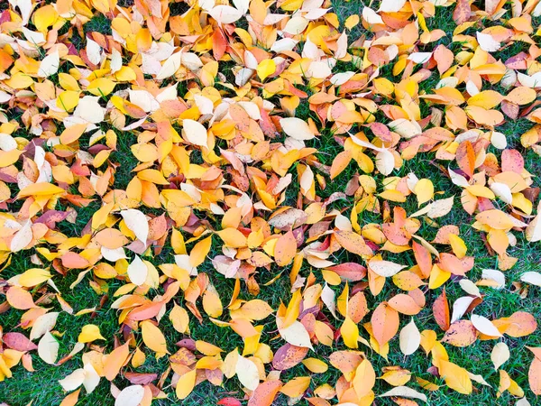 緑の芝生の地面にカラフルな秋の葉 自然背景 — ストック写真