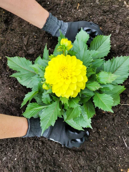 Plantación Flor Dalia Verano —  Fotos de Stock