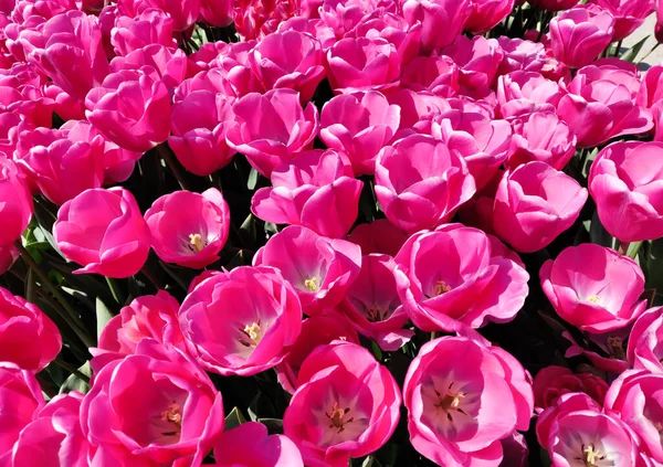Roze Tulpen Bloemen Lente Achtergrond — Stockfoto