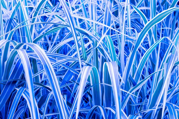 Blue, grass, abstract nature background — Stock Photo, Image