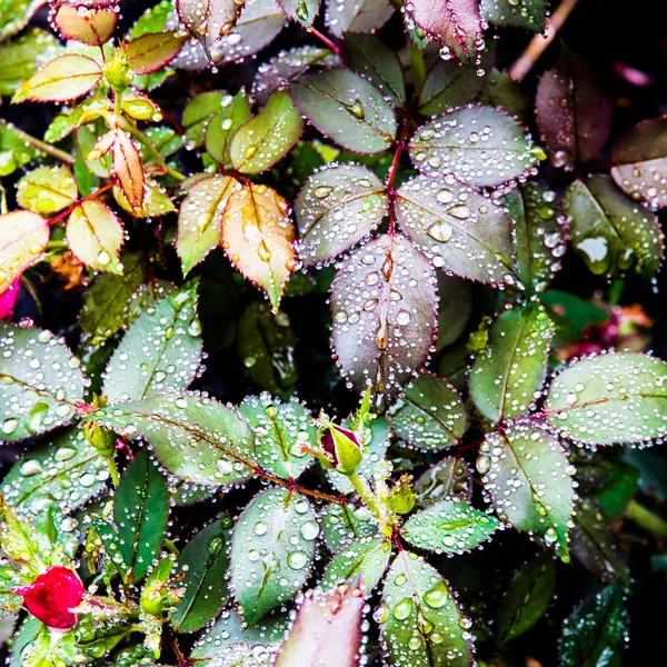 Roze bloem verlaat na de regen — Stockfoto