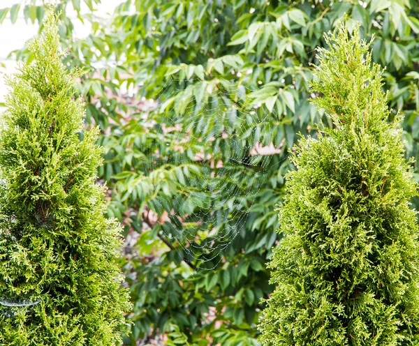 Spiderweb sur fond de jardin vert — Photo