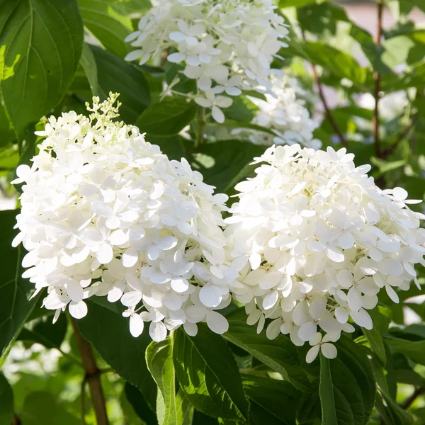 Ramos de arbusto de hortênsia com flores brancas — Fotografia de Stock