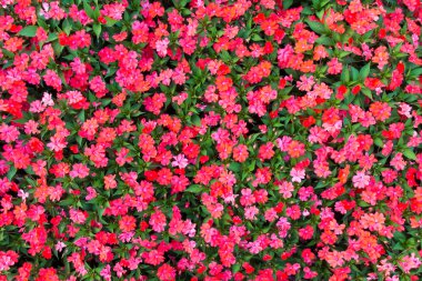 Impatiens çiçek arka plan