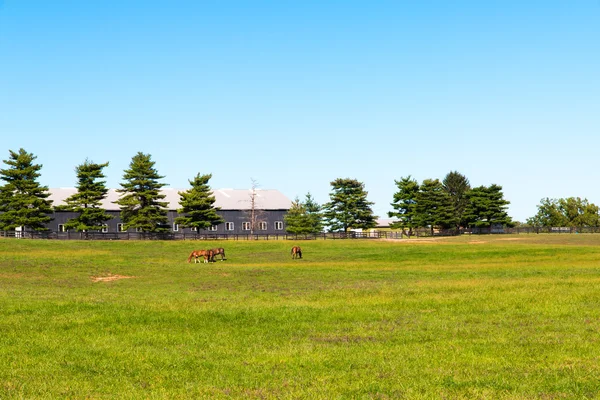 Hästar på hästgård. — Stockfoto