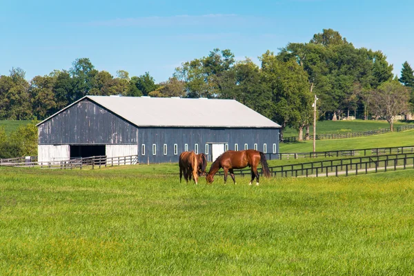 Gröna betesmarker på hästgårdar. Land sommar landskap. — Stockfoto