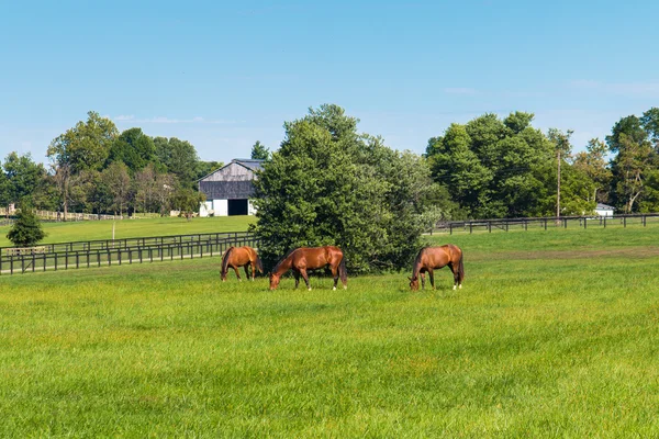 馬の農場の緑の牧草地。田舎の夏の風景. — ストック写真