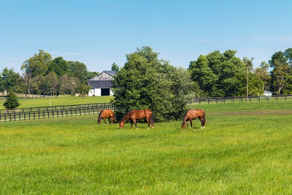 Pastos verdes de granjas de caballos. Pais verano paisaje. — Foto de Stock