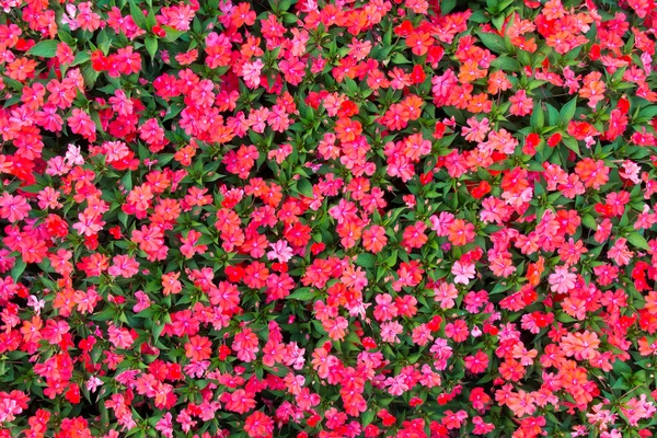 Impatiens flores fondo — Foto de Stock