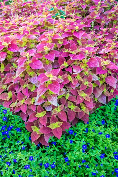 Coleus planten in bloem bed. — Stockfoto