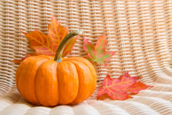 Miniature pumpkin — Stock Photo, Image