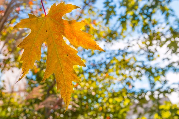 Fondo de otoño de luz borrosa natural — Foto de Stock